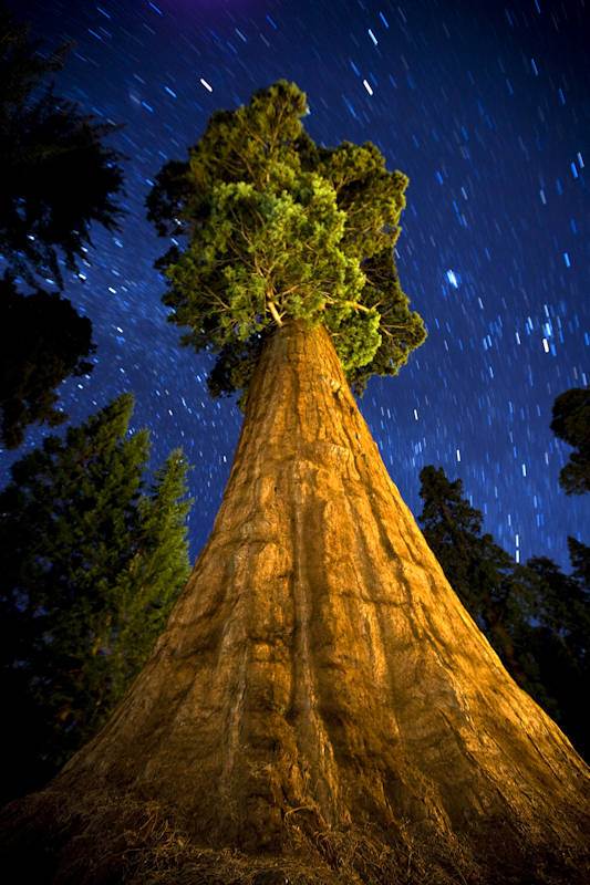 Night-view-with-stars-Sequoia-National-Park-California.