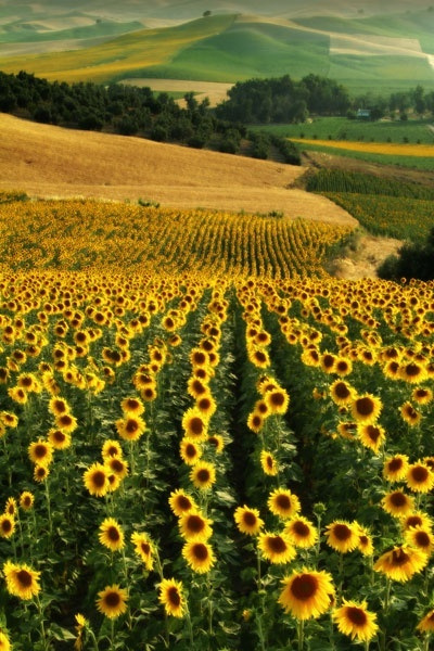 Sunflower-Fields-Andalusia-Spain