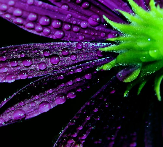 24 Extraordinary Moments of Rain and Dew Photography
