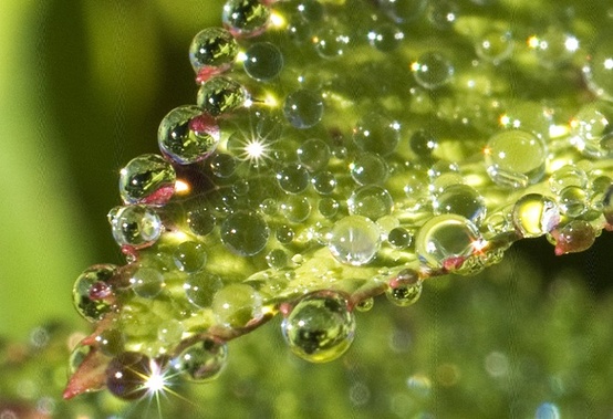 24 Extraordinary Moments of Rain and Dew Photography