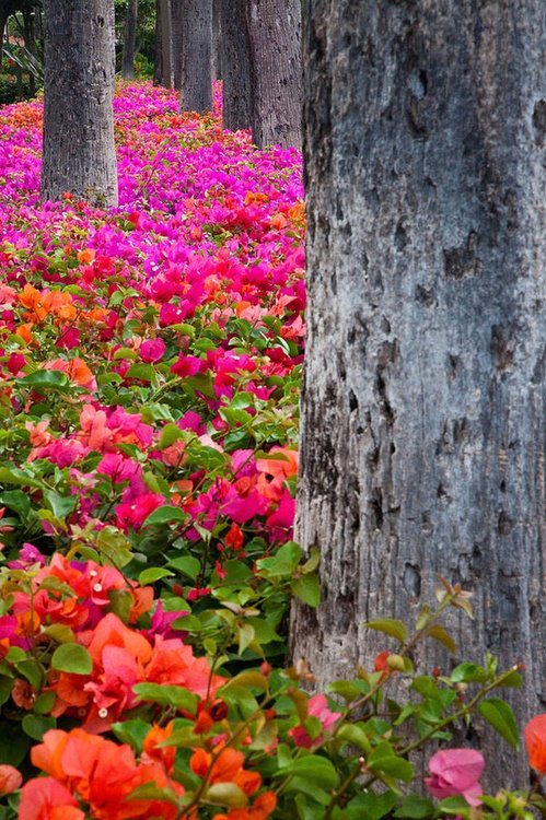 Green-Pink-Red 17 Astonishing Photos That You must See