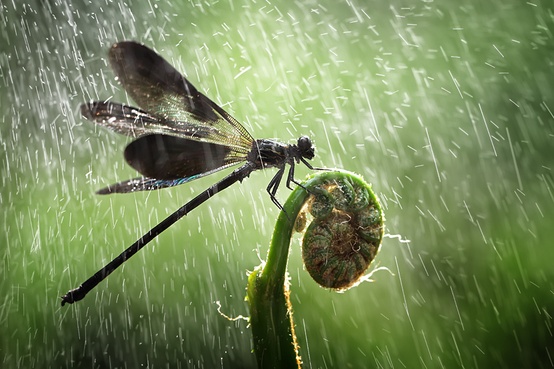 24 Extraordinary Moments of Rain and Dew Photography