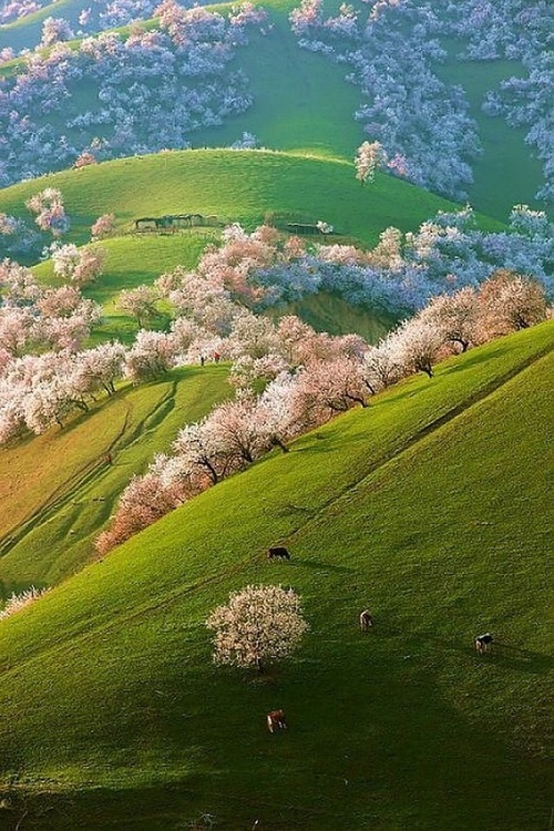 Spring-Apricot-Blossoms-Shinjang-China 17 Astonishing Photos That You must See