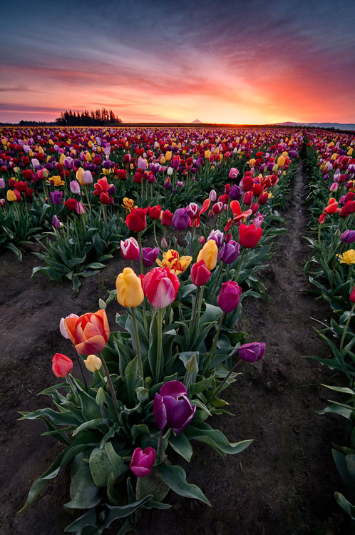 Spring-Tulips-Woodburn-Oregon 17 Astonishing Photos That You must See