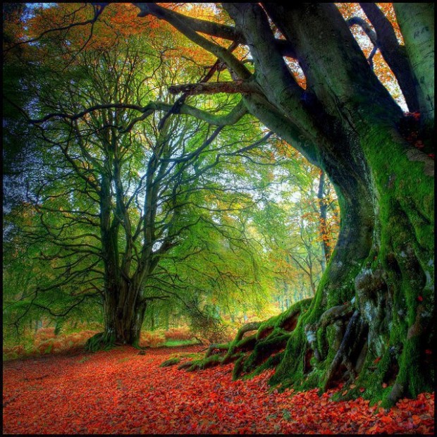 Scotland-Kinclaven-Ancient-Beech-Tree-620x620 Top 15 Pictures of Stunning Places