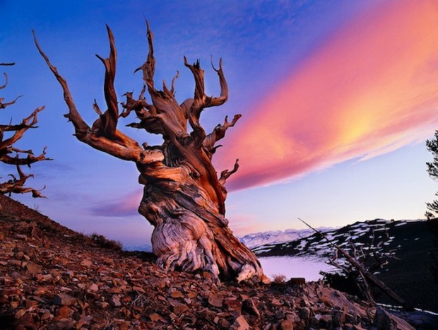 9 Photos of the Oldest Trees on the Planet, Older Than the Pyramids in Egypt