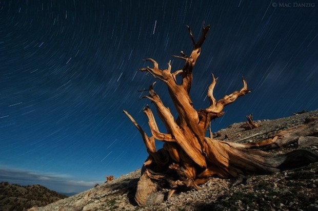 9 Photos of the Oldest Trees on the Planet, Older Than the Pyramids in Egypt