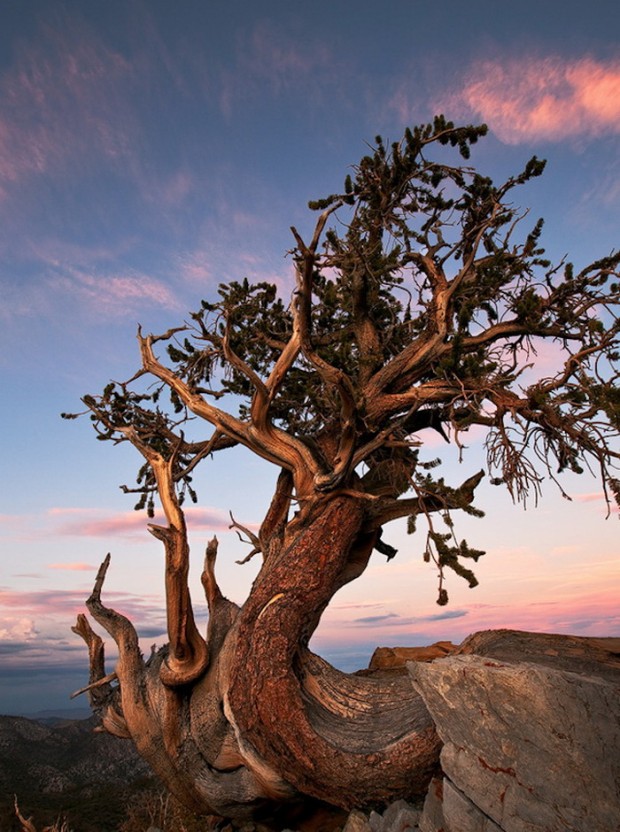 9 Photos of the Oldest Trees on the Planet, Older Than the Pyramids in Egypt