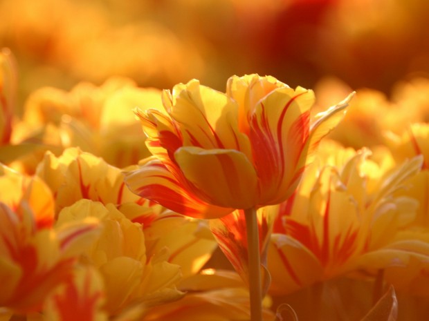 30 Colorful and Lovely Flowers for a Beautiful Day