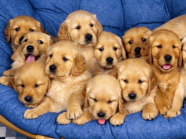 23 Cute Puppies That You Can't Stay Indifferent to Them