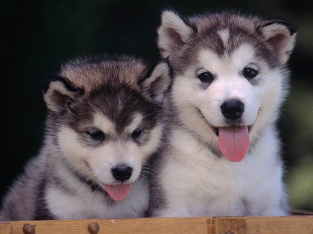 23 Cute Puppies That You Can't Stay Indifferent to Them