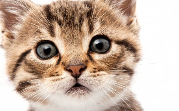 19 Pictures of Funny yet Adorable Kittens