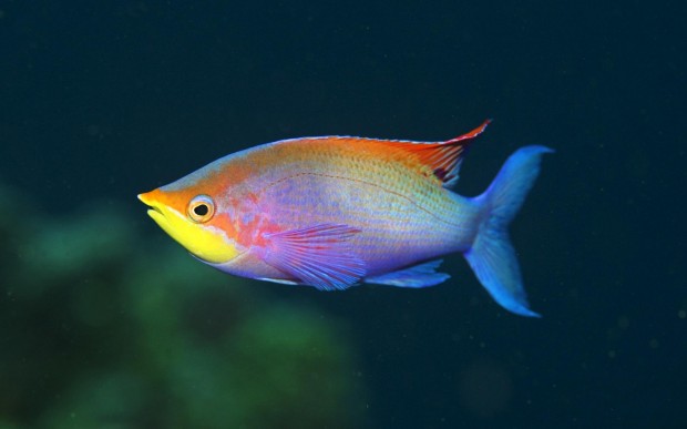 underwater-12-620x387 17 Breathtaking and Colorful Photos of What is Hidden Underwater