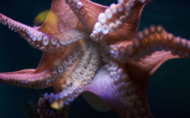 underwater-13-620x387 17 Breathtaking and Colorful Photos of What is Hidden Underwater