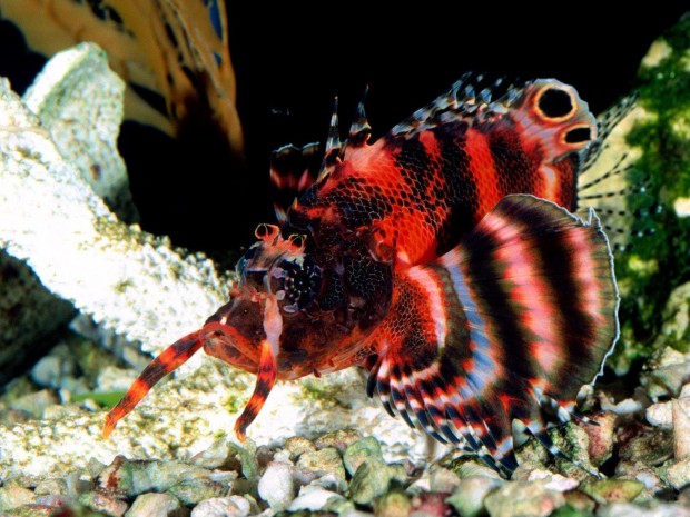 underwater-14-620x465 17 Breathtaking and Colorful Photos of What is Hidden Underwater