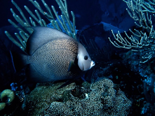 underwater-15-620x465 17 Breathtaking and Colorful Photos of What is Hidden Underwater