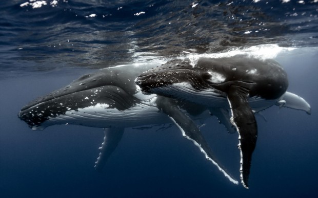 underwater-16-620x387 17 Breathtaking and Colorful Photos of What is Hidden Underwater