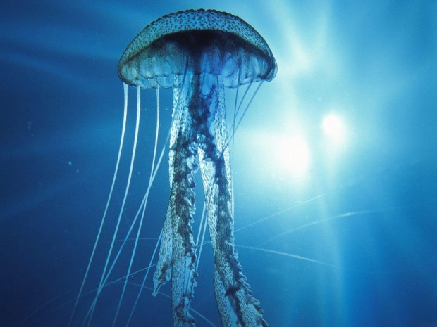 underwater-17-620x465 17 Breathtaking and Colorful Photos of What is Hidden Underwater