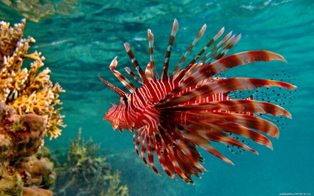 underwater-2-620x387 17 Breathtaking and Colorful Photos of What is Hidden Underwater