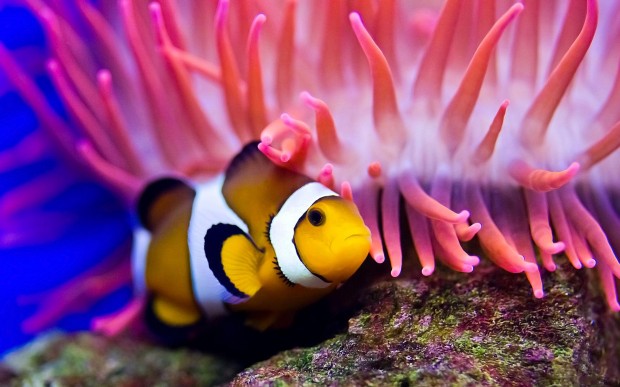 17 Breathtaking and Colorful Photos of What is Hidden Underwater