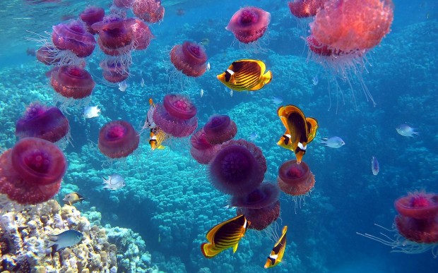 17 Breathtaking and Colorful Photos of What is Hidden Underwater