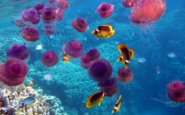 underwater-6-620x387 17 Breathtaking and Colorful Photos of What is Hidden Underwater