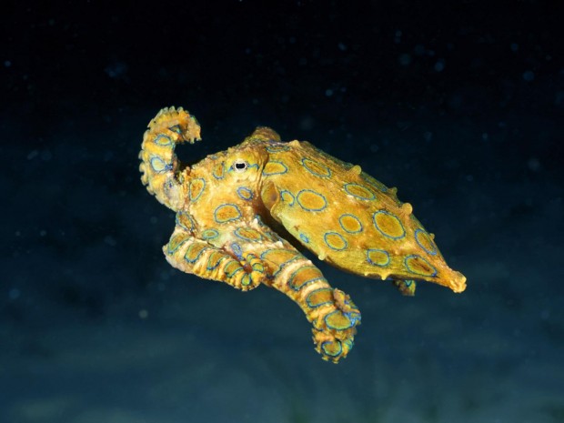underwater-7-620x465 17 Breathtaking and Colorful Photos of What is Hidden Underwater