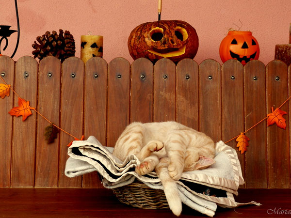 Halloween-Cat-Bed 15 DIY Ideas for Theming Your Home in the Spirit of Autumn