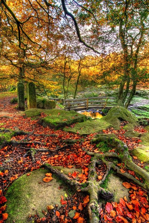 14 Photos of "I walked on Paths of Crisp Autumn leaves"