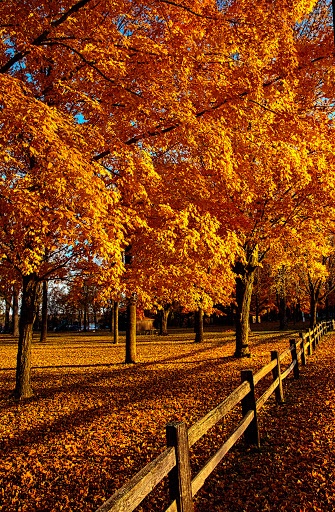 Autumn-Fences-by-Phil-Koch-beautiful 14 Photos of "I walked on Paths of Crisp Autumn leaves"