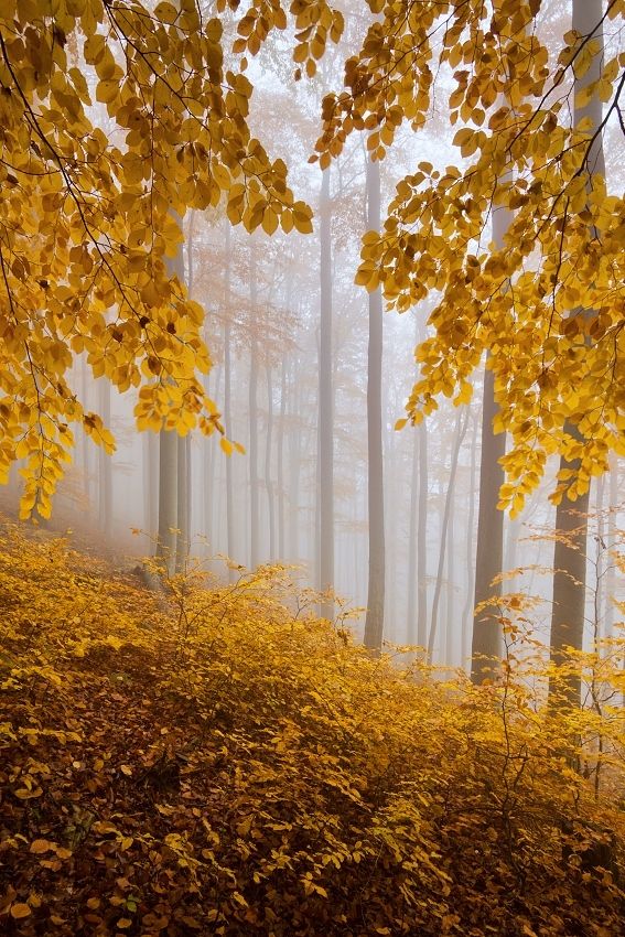 Autumn-forest 14 Photos of "I walked on Paths of Crisp Autumn leaves"