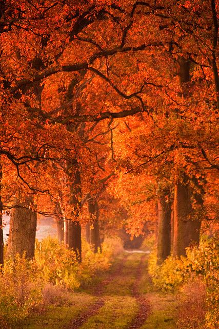 Beautiful-Autumn-Aumuhle-Germany 14 Photos of "I walked on Paths of Crisp Autumn leaves"
