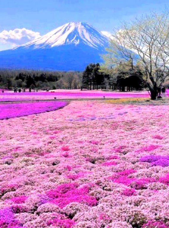 Below-Mt-Fuji-Honshu-Island-Japan 11 Photos of an Amazing Colorful Collection