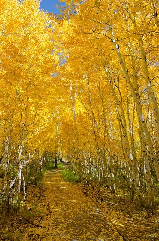Fall-in-June-Lake 14 Photos of "I walked on Paths of Crisp Autumn leaves"