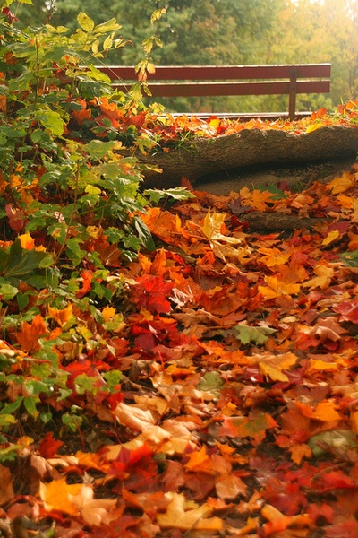Fall-leaves-Awesome 14 Photos of "I walked on Paths of Crisp Autumn leaves"