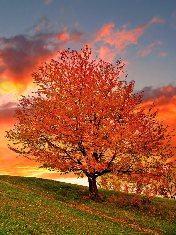 99 Amazing Pictures of Autumn Idyll - Part 1