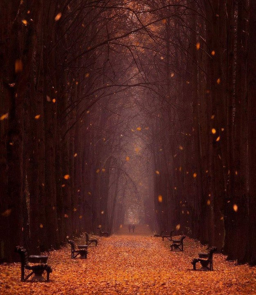Falling-Leaves-Minsk-Botanical-Garden-Belarus 101 Most Magnificent Places Made by Nature or Touched by a Man Hand (part 3)