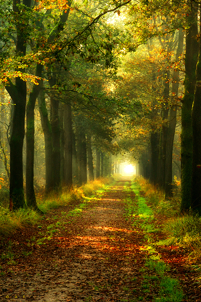 Forest-Path-The-Netherlands 101 Most Magnificent Places Made by Nature or Touched by a Man Hand (part 3)