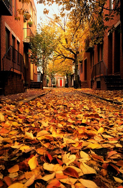 14 Photos of "I walked on Paths of Crisp Autumn leaves"
