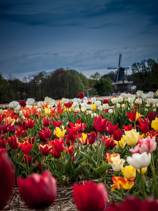 Tulips-Keukenhof-Nederland 11 Photos of an Amazing Colorful Collection