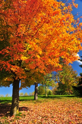 Vermont-Maple-Tree 14 Photos of "I walked on Paths of Crisp Autumn leaves"