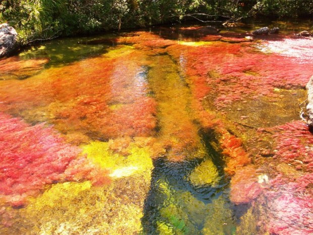 Caño Cristales - 19 Photos of the Beautiful River "Flowing in the Heaven"