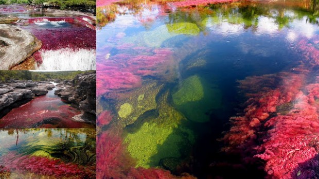 Caño Cristales - 19 Photos of the Beautiful River "Flowing in the Heaven" Caño Cristales - 19 Photos of the Beautiful River "Flowing in the Heaven"