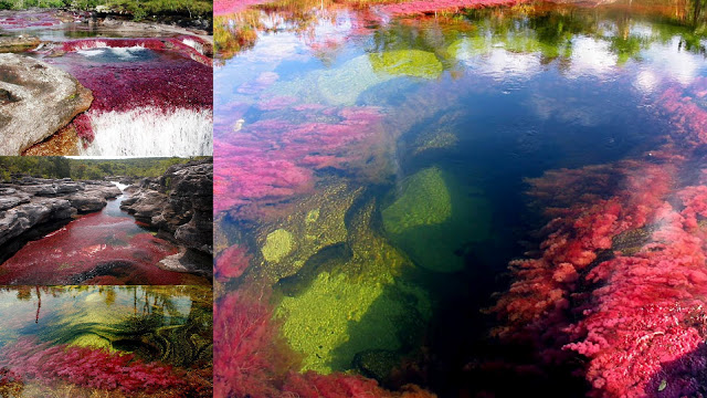 Caño Cristales – 19 Photos of the Beautiful River “Flowing in the Heaven”