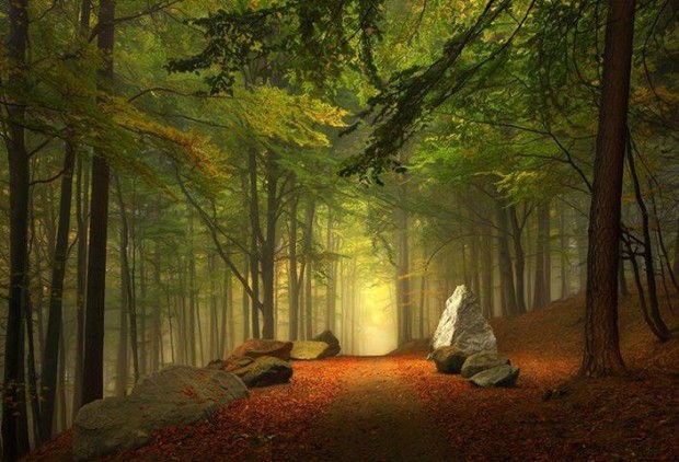 Enchanted-Forest-Bavaria-Germany-620x422 12 Wonderful Photos of Enchanted Nature