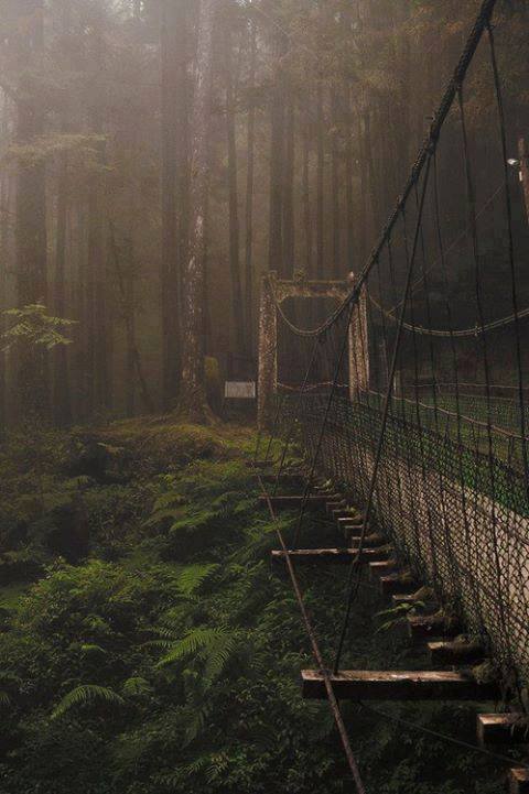 Forest-Bridge-Japan 12 Wonderful Photos of Enchanted Nature