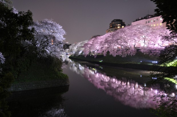 Sakura the Wonderful Cherry Blossom