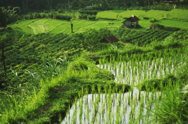 Rice-field-Bali-620x412 10 Incredible Scenes from Bali