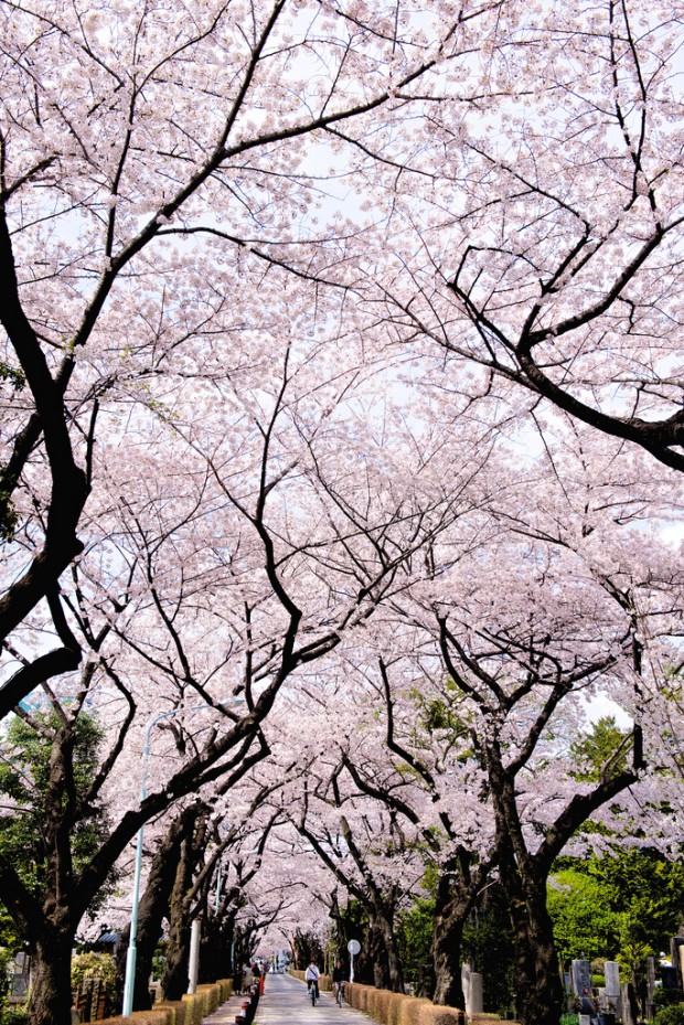 Sakura the Wonderful Cherry Blossom