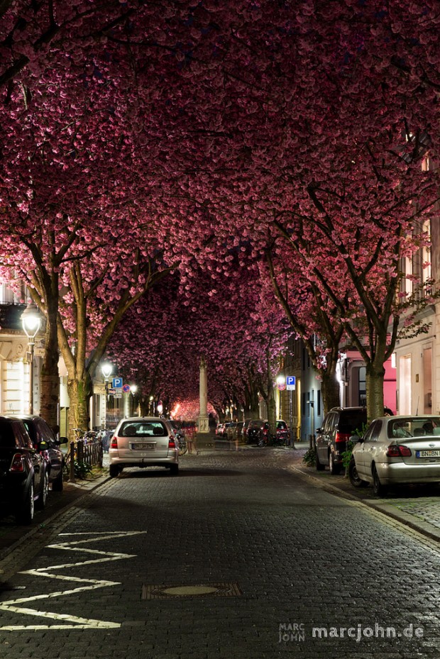 Bonn-Heerstraße-Cherry-Blosssom-Avenue-620x929 20 Photos of Tree Tunnels That You Must Walk Through It